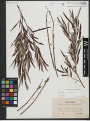 Foto von Salix viminalis L.